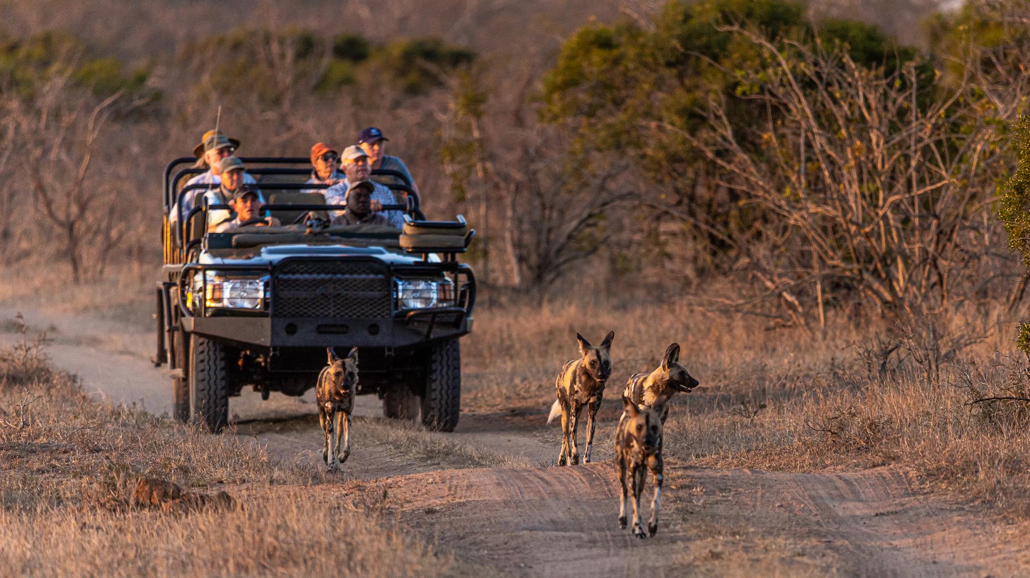 Safari guide: a day in the life