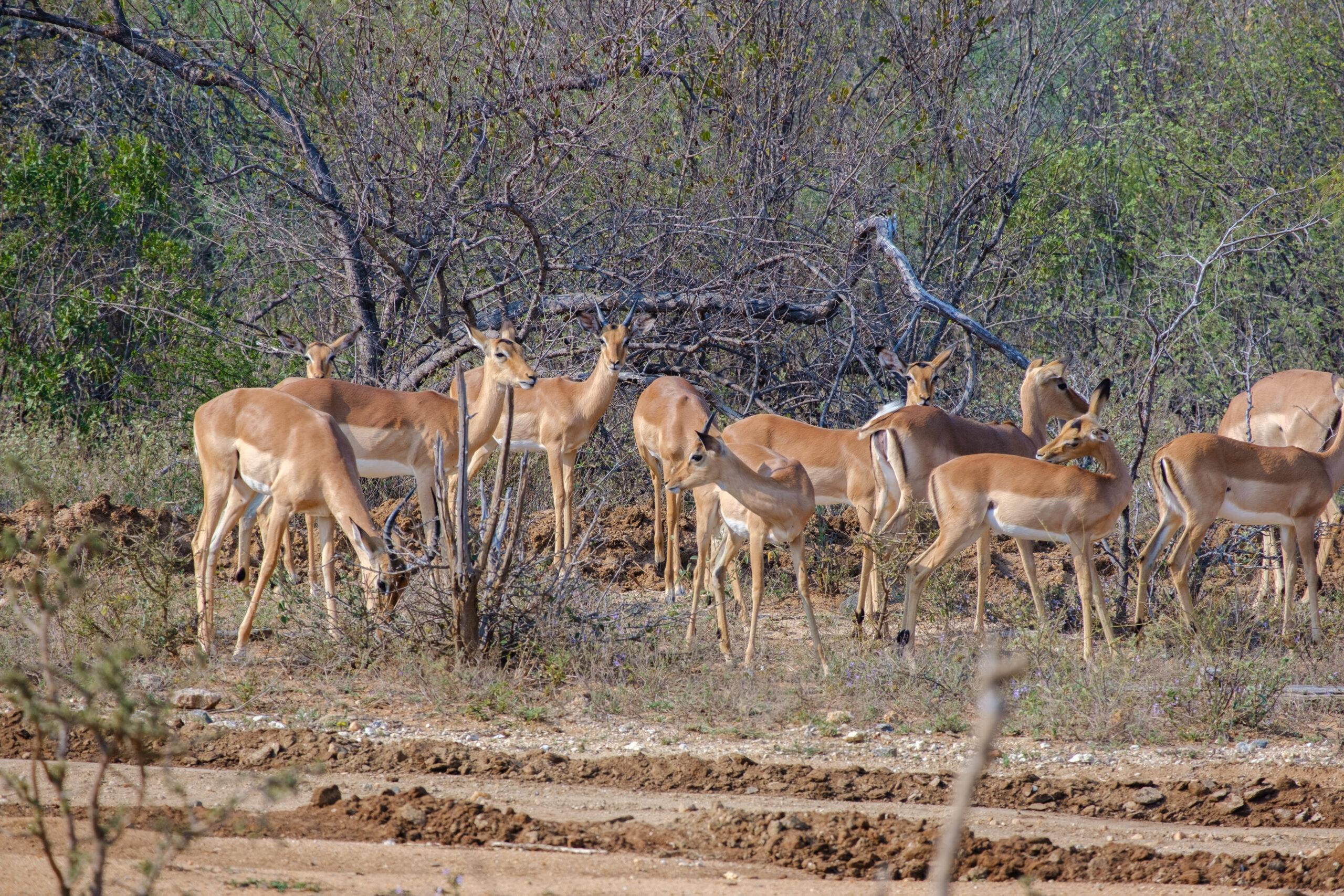 How long is a safari guide course?