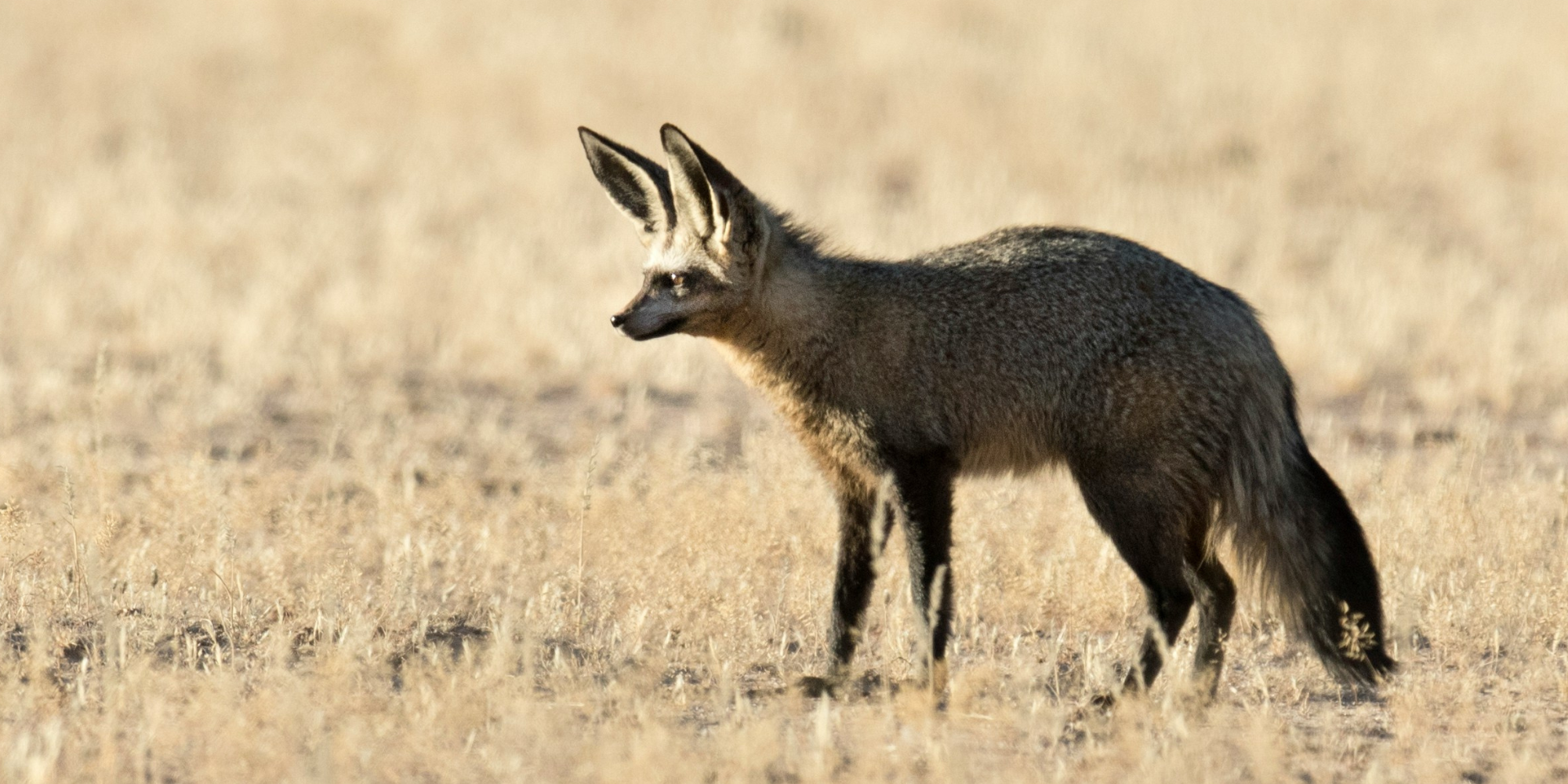 Meet the Shy Five: Africa’s most elusive creatures