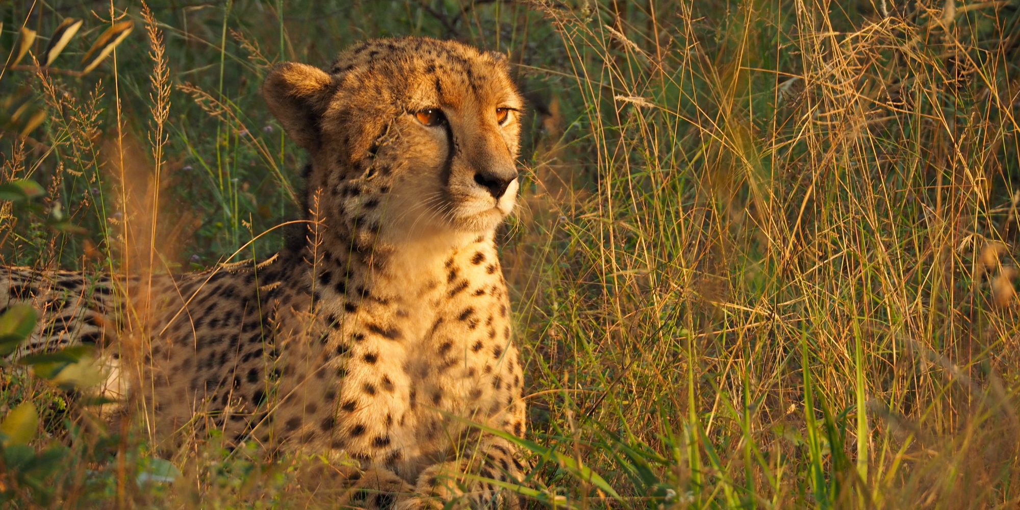 The resilience of the cheetah