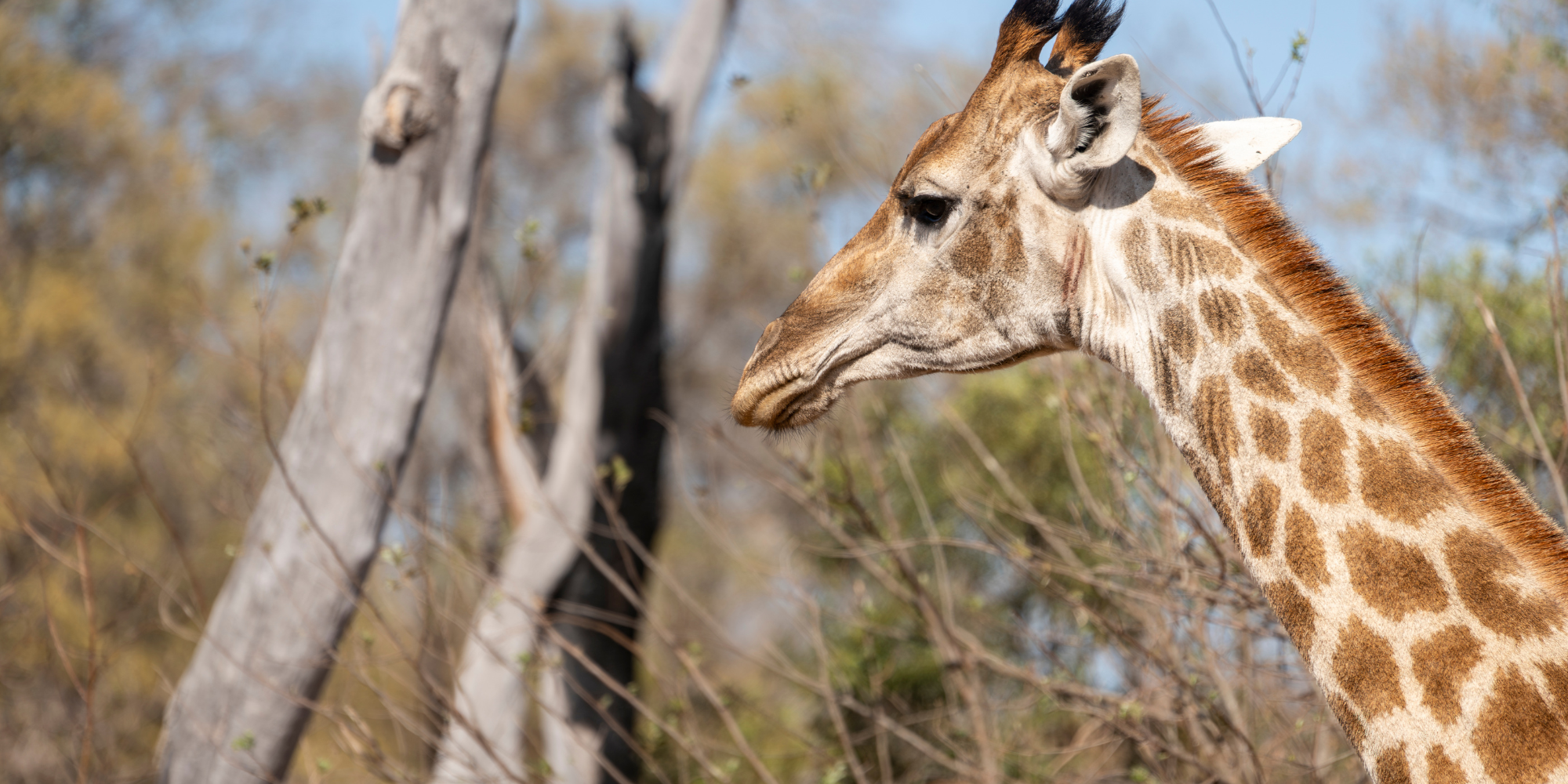 From rugby fields to the African bush: My field guide journey