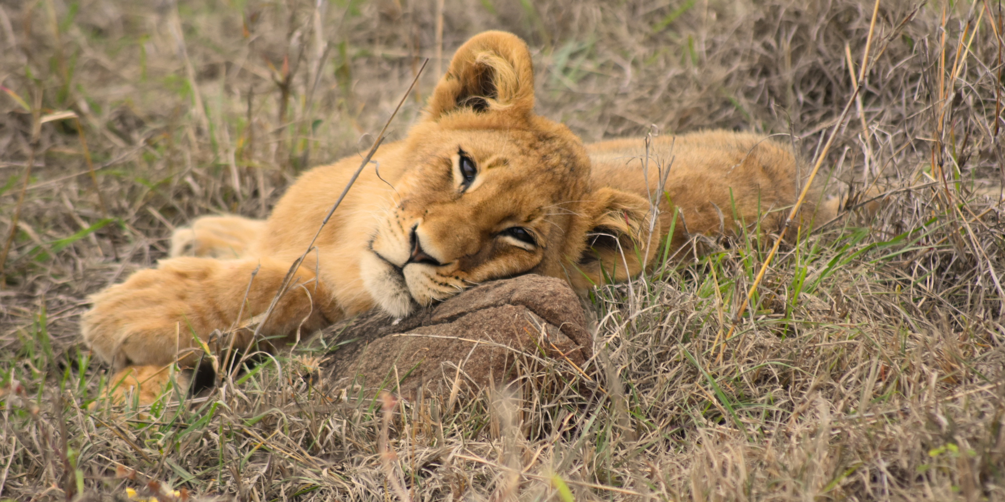 I left my job in the UK to be a safari guide in South Africa