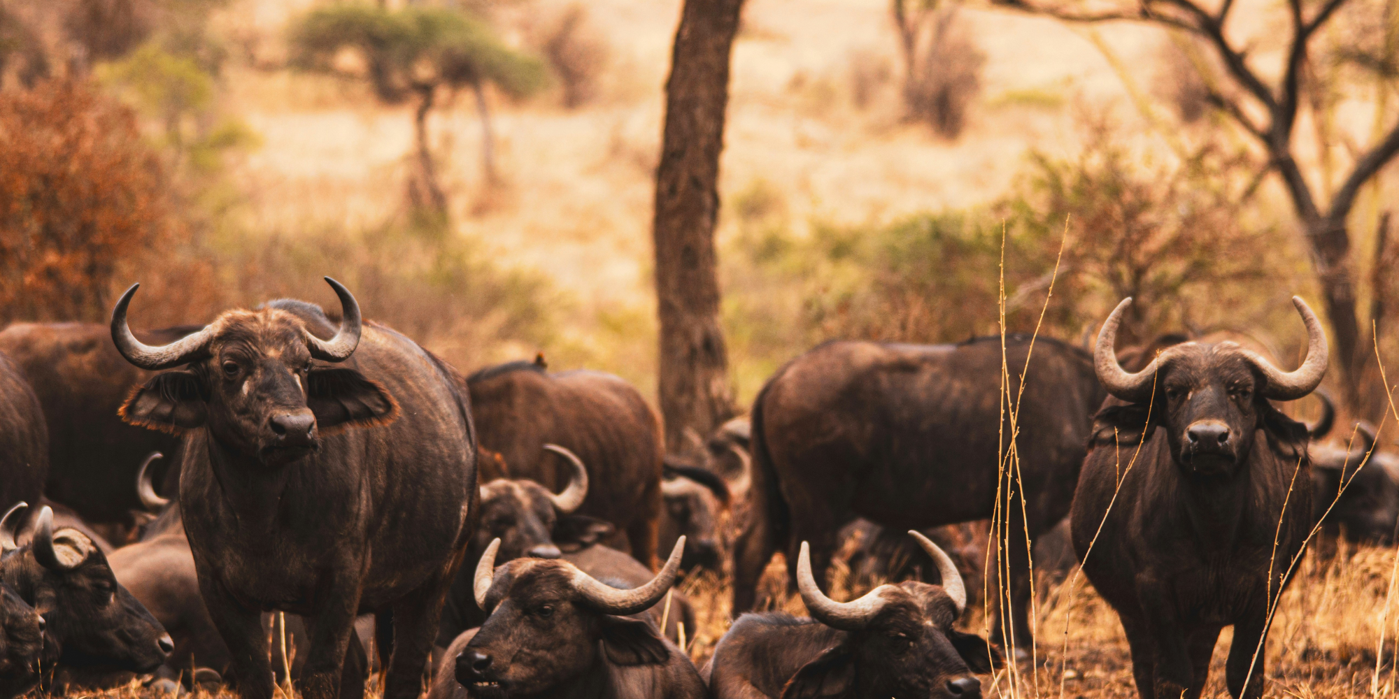 From city streets to safari seats: My first three weeks as a Bushwise student