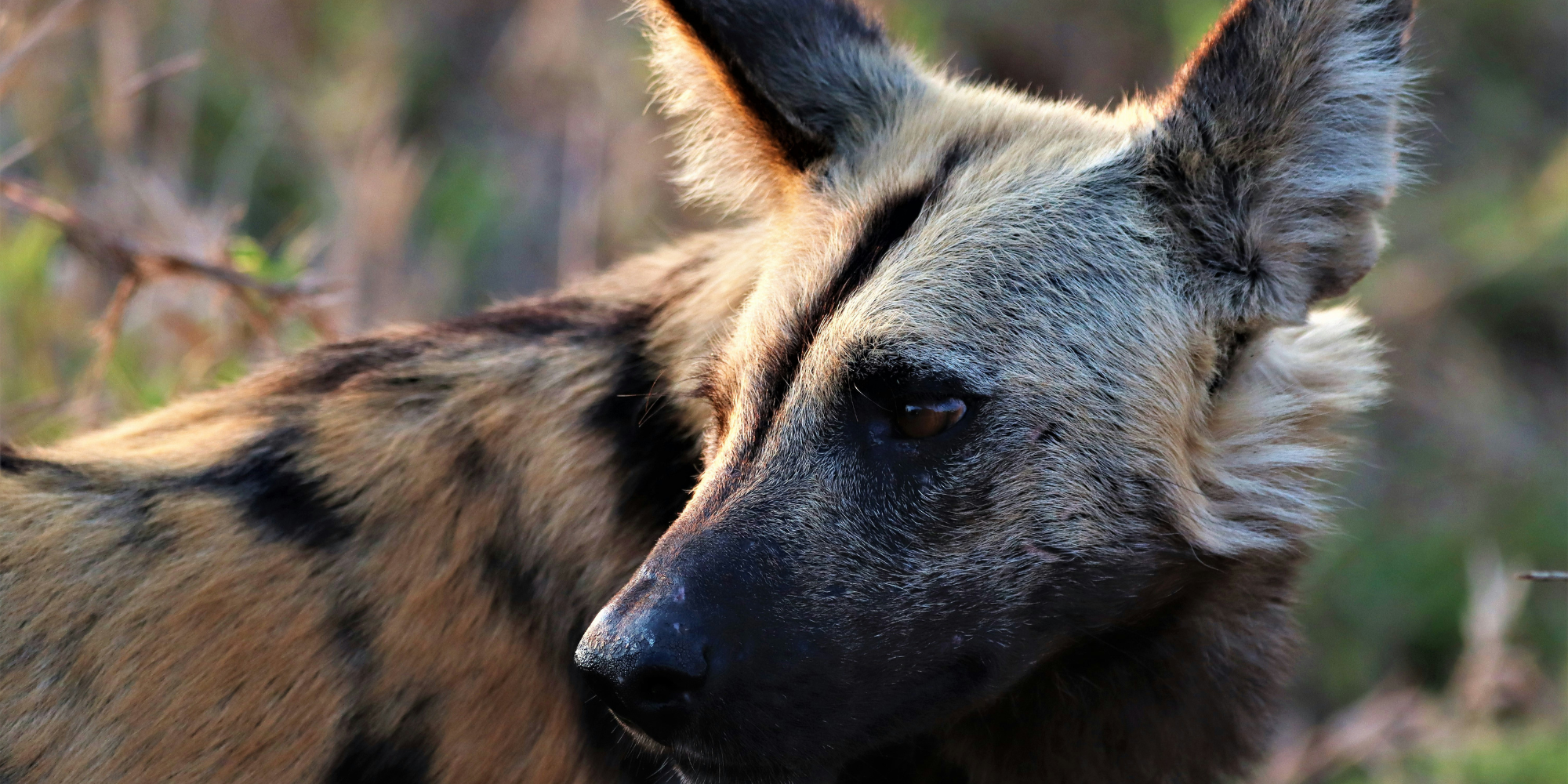 Fierce, fast, and under threat: The extraordinary life of African wild dogs