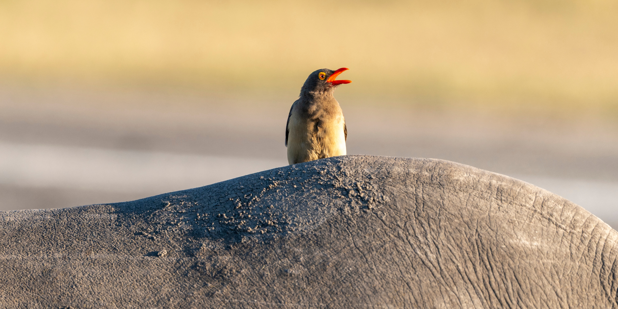 Red-Billed Oxpeckers: Nature’s Little Clean-Up Crew