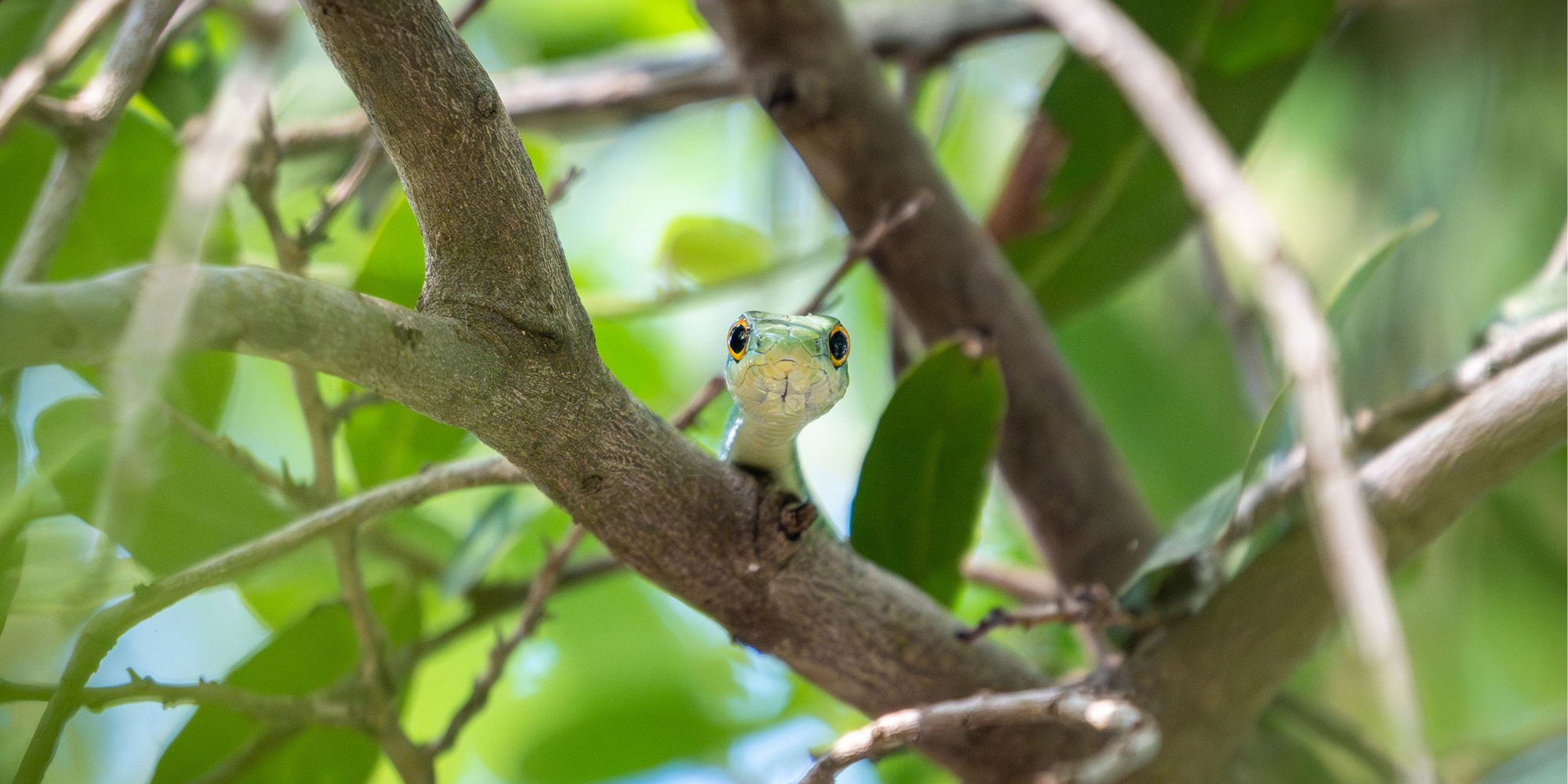 The Spotted Bush Snake: Misunderstood and harmless