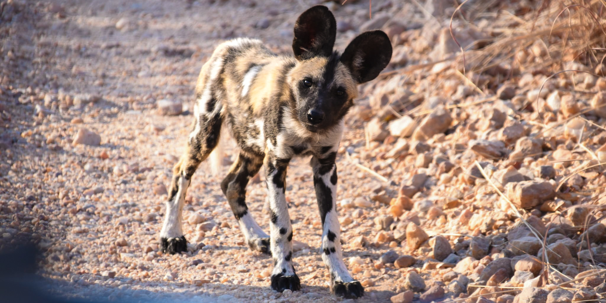 African Wild Dog Pups Spotted in Makalali Game Reserve