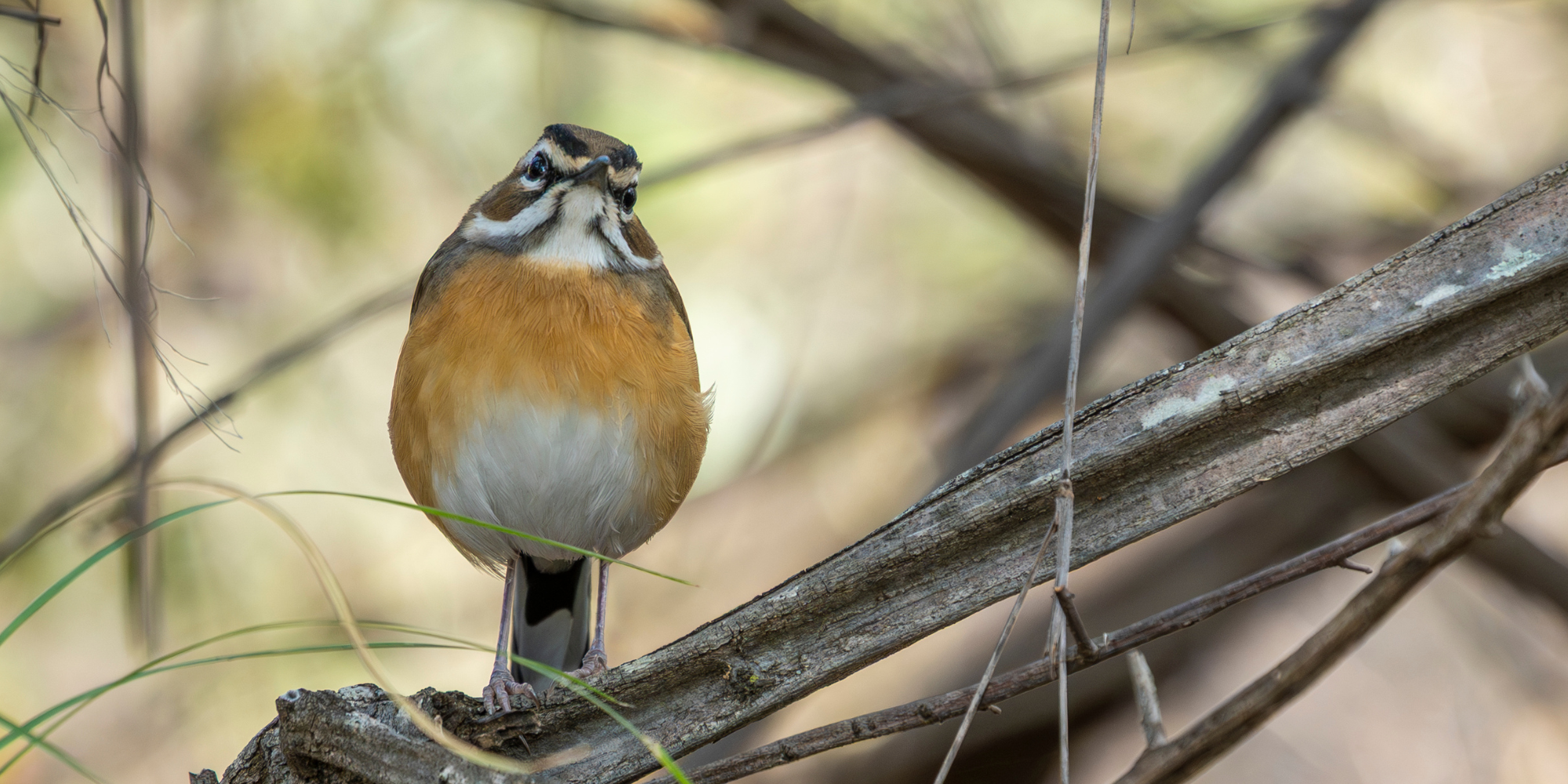How to identify birds using the GISS method