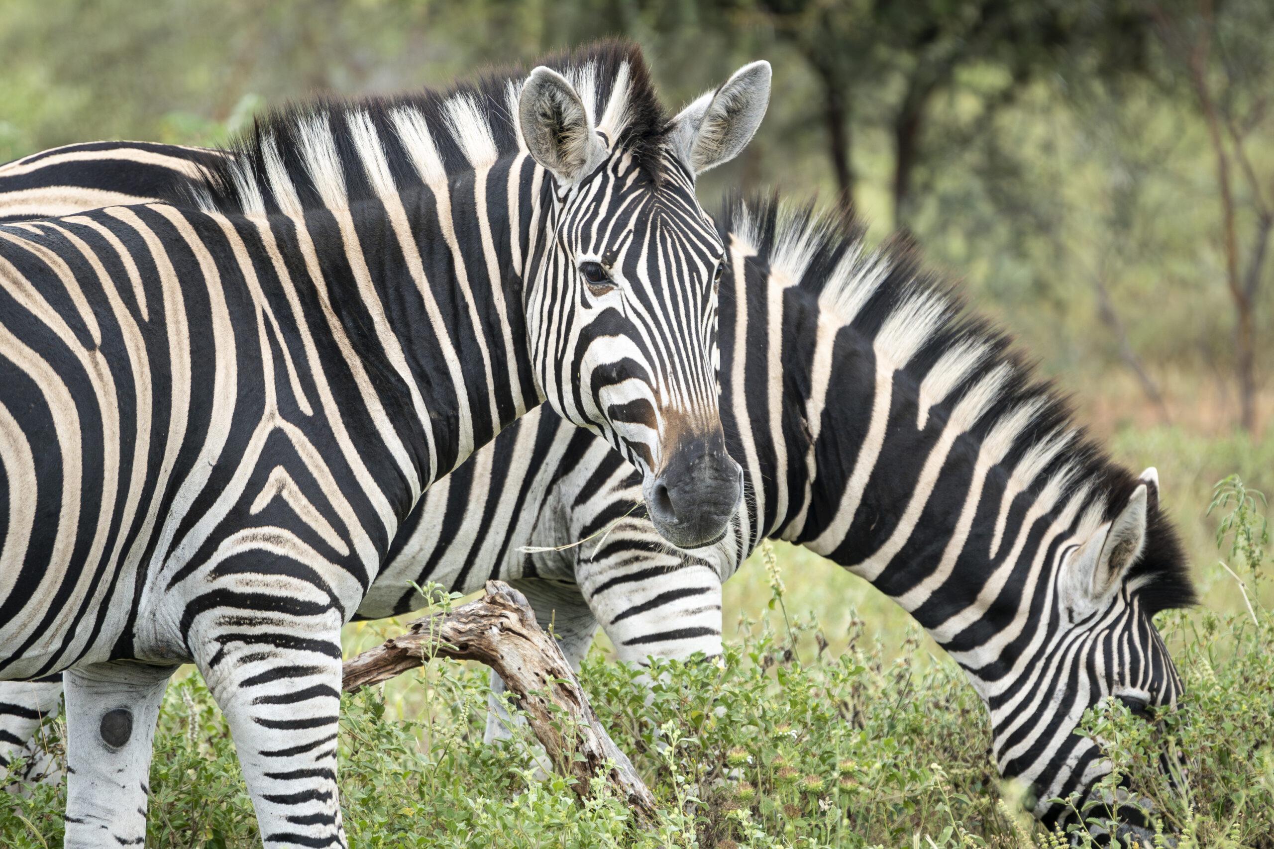 Why zebras have stripes: Uncovering the secrets behind their iconic patterns