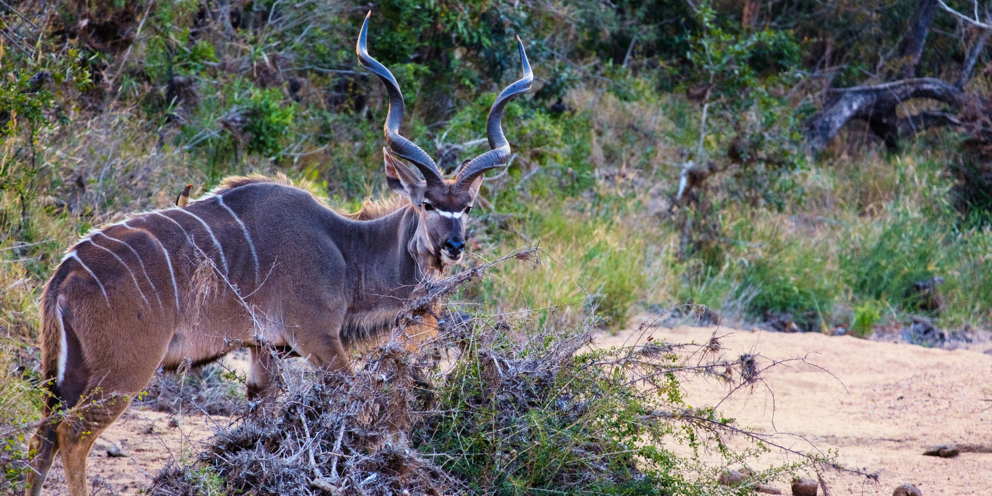 Everything you need to know about the greater kudu