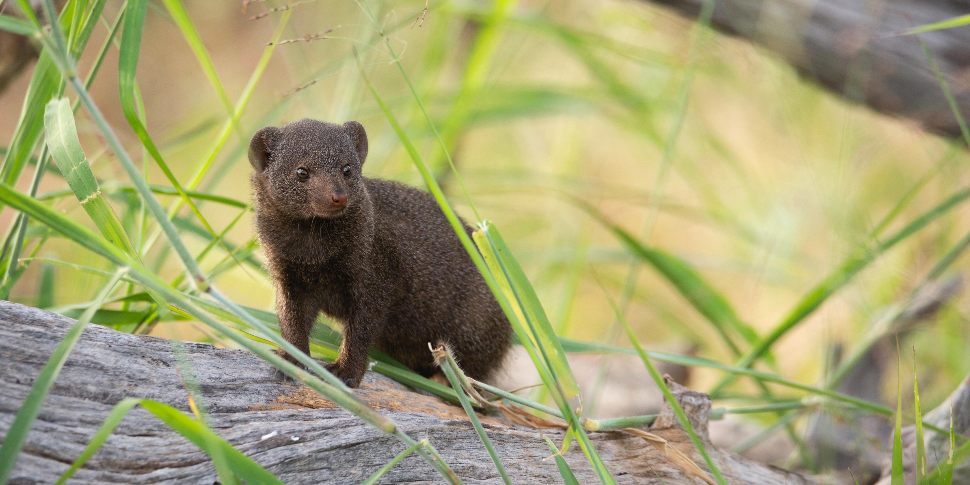 The dwarf mongoose: Small body, big story