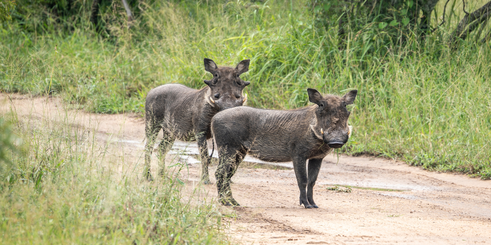 Living my dream under the African sun – My field guide journey