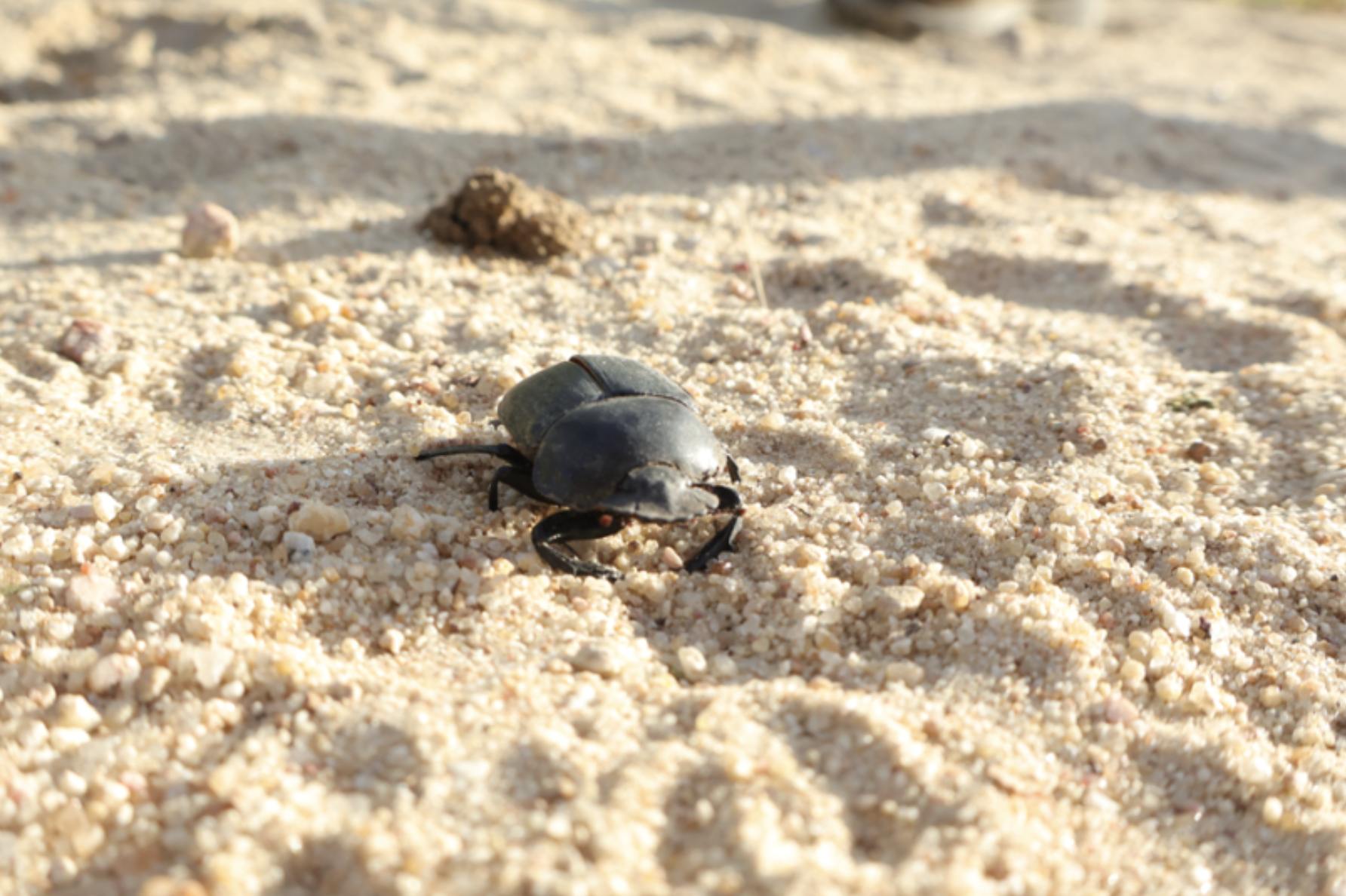 The humble dung beetle: Nature’s unsung hero