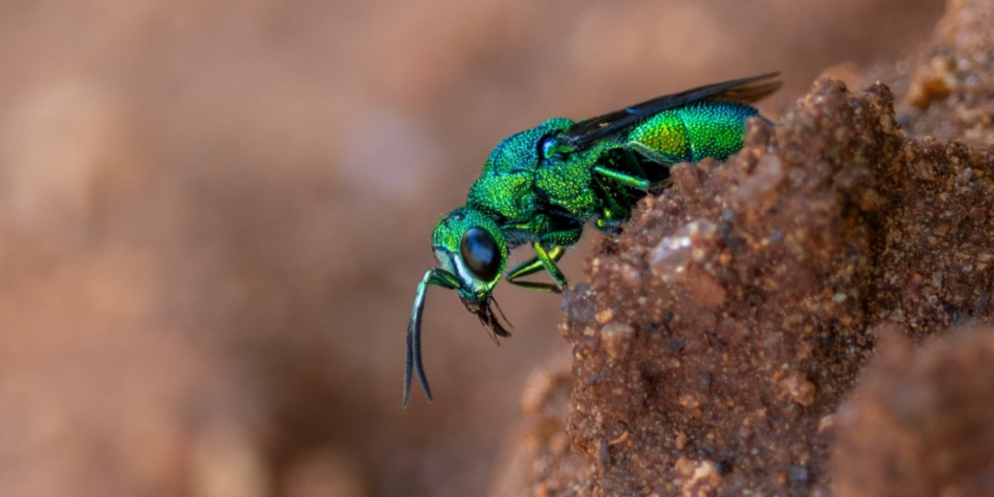 Inside the world of the cuckoo wasp