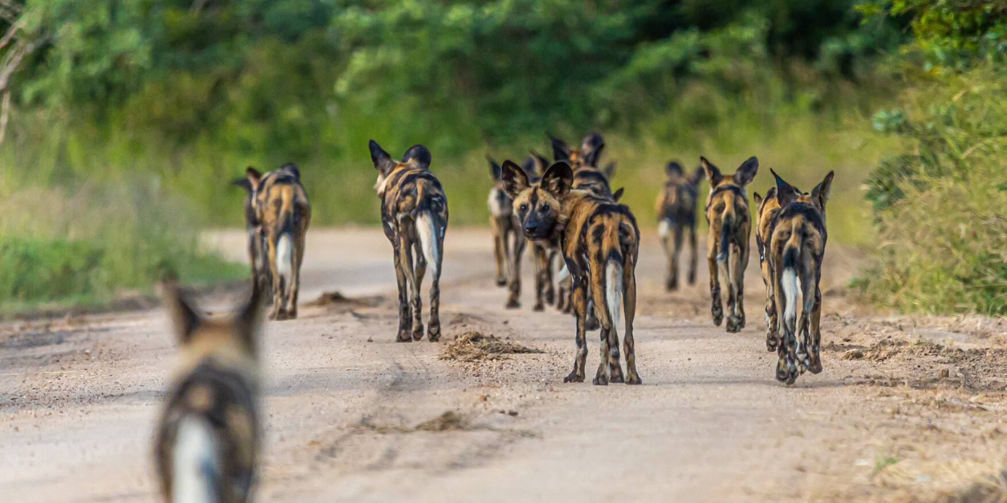 African Wild Dogs: Lessons from a hunt that didn’t succeed