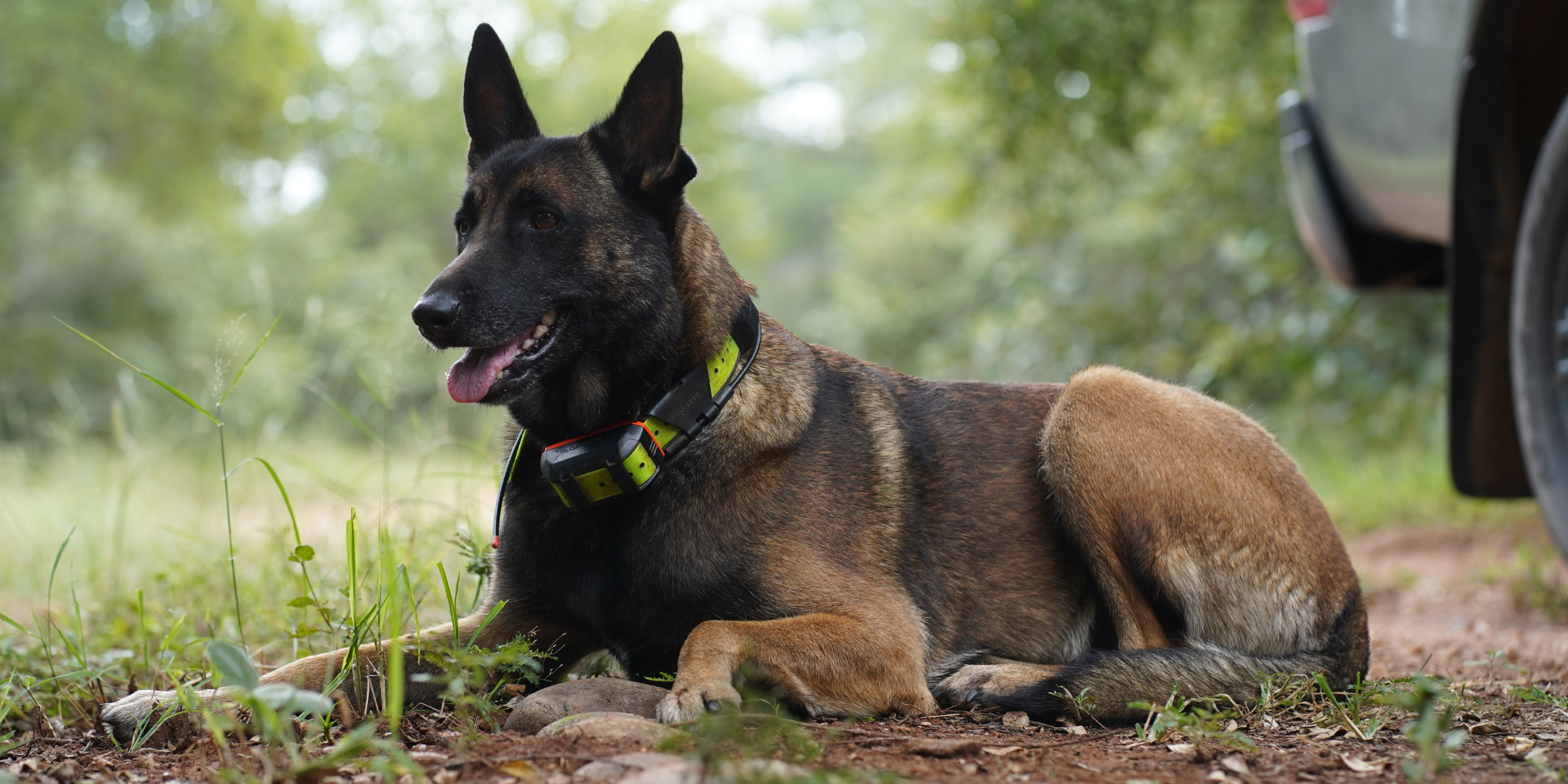 A guide to canine anti-poaching units