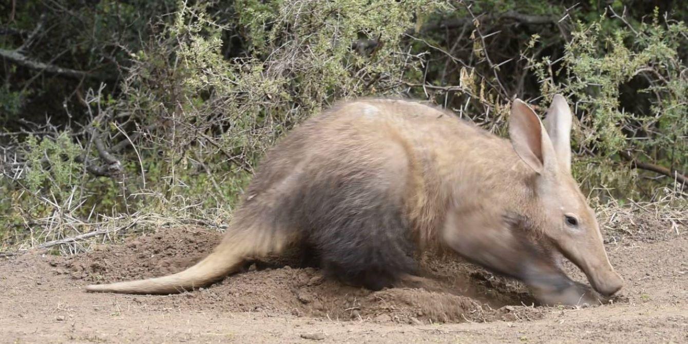Getting To Know The Aardvark