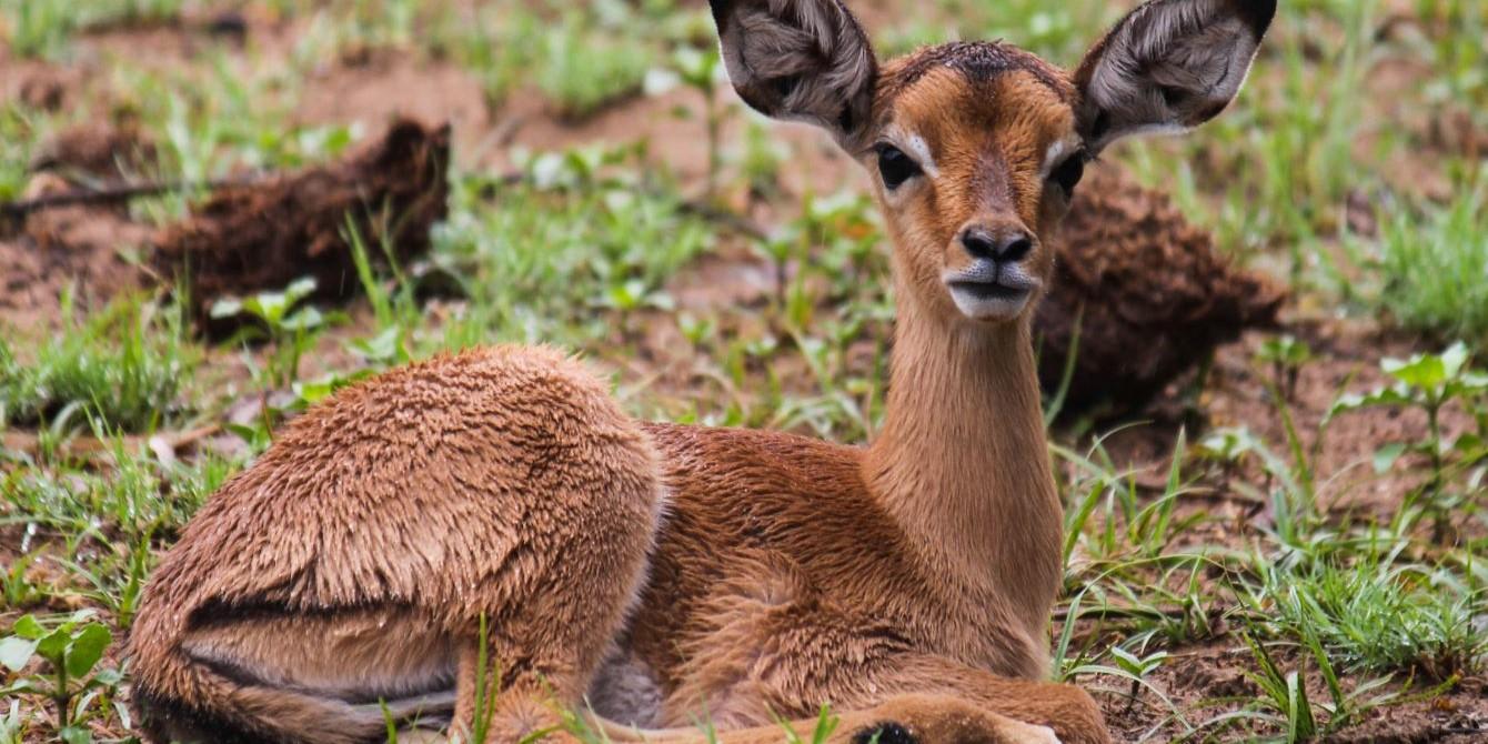 Impala: Far more interesting than you’d think