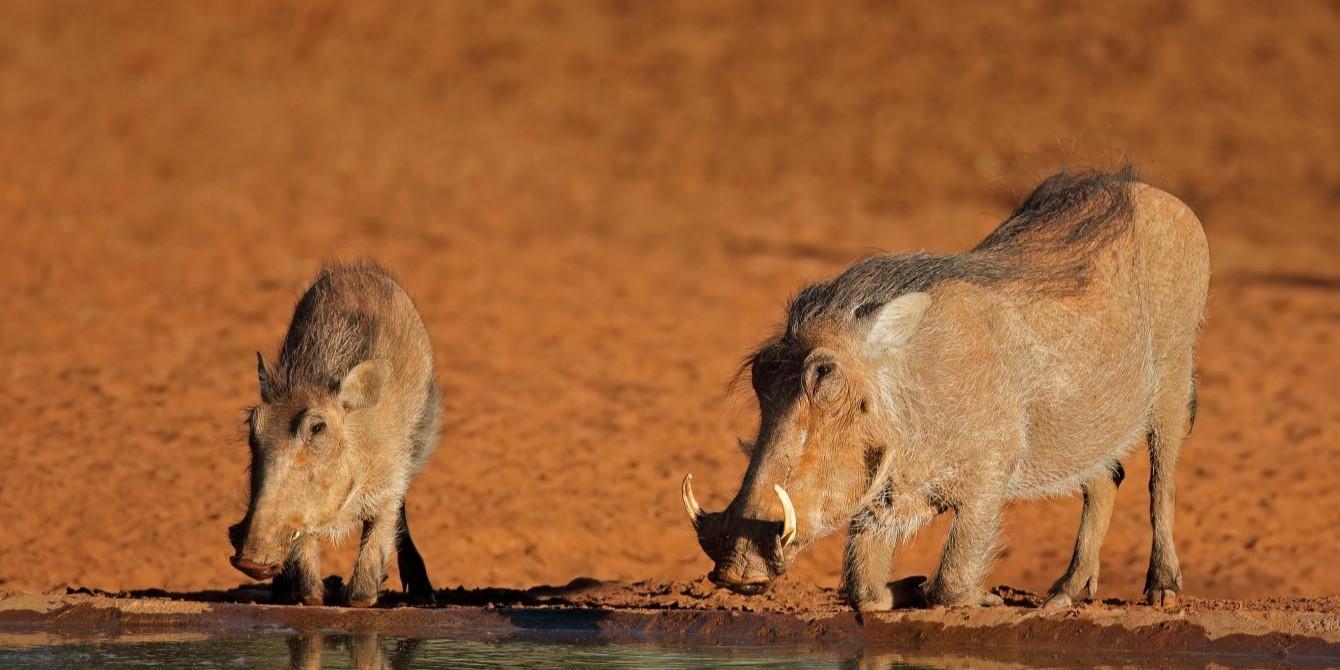 Unveiling the Fascinating World of Warthogs