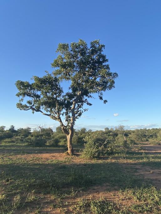 We should learn from the fascinating Apple-leaf tree