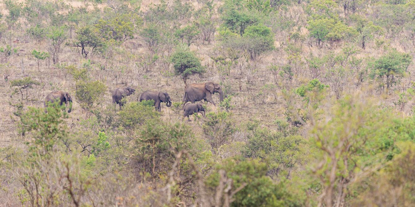 Training as a nature guide in the African bush