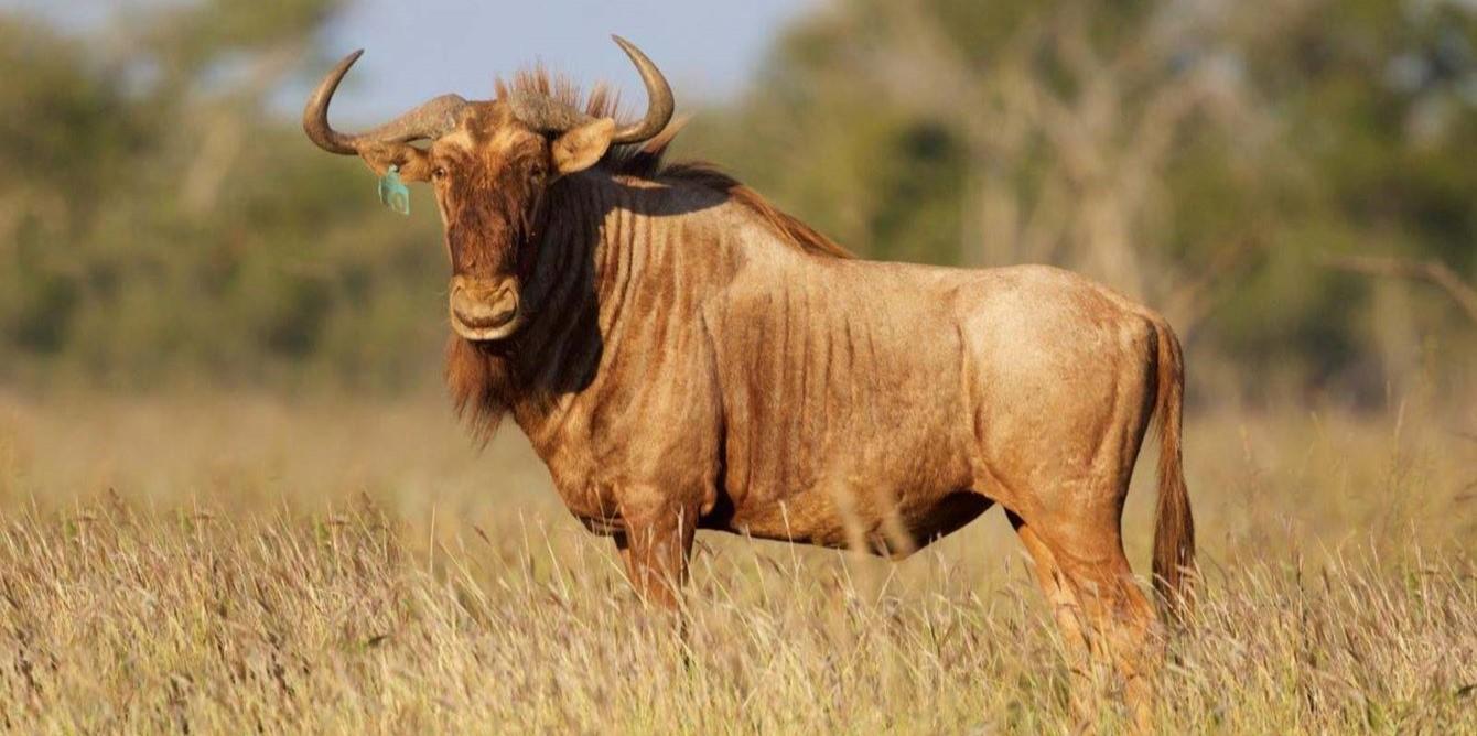 Getting To Know The Wildebeest