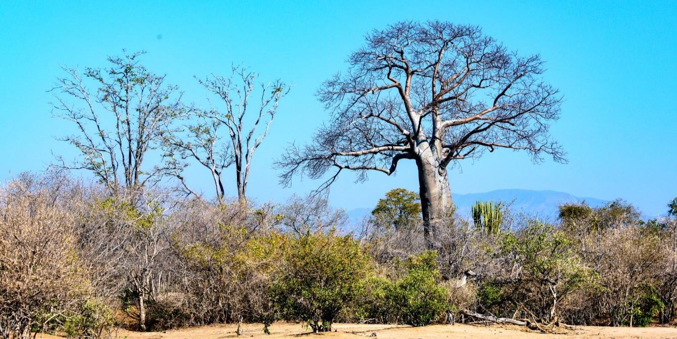 The Marula Tree – The Tree Of Life