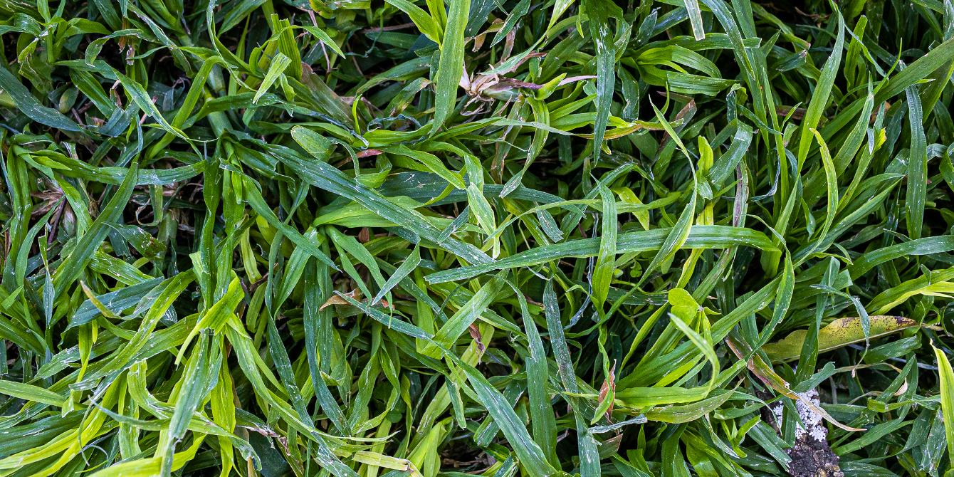 Why Flora? Understanding plant life.