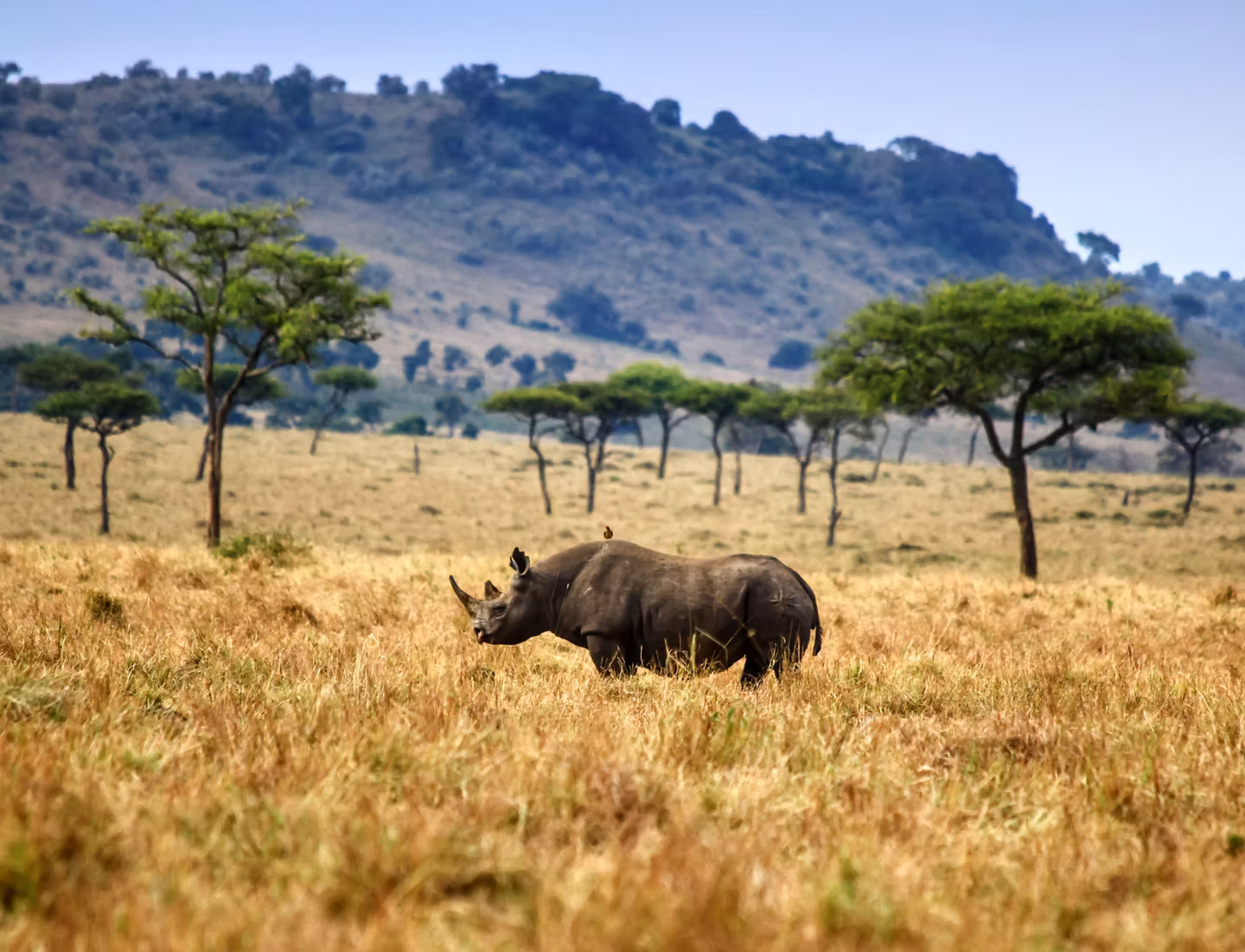 Top 10 safari destinations in Africa: