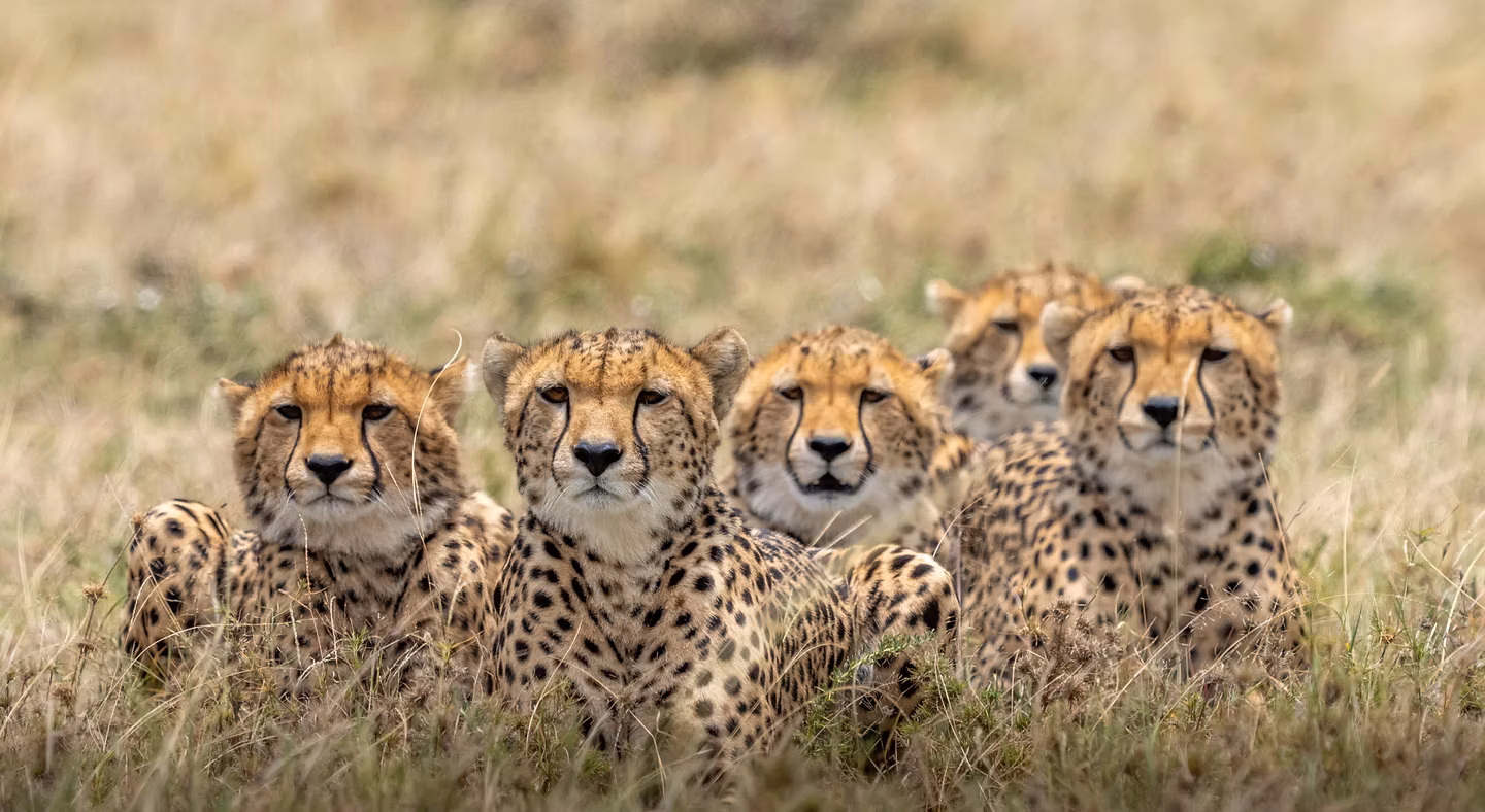 Is going on a safari dangerous?