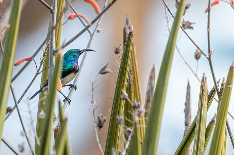 DAY 5<br>Bird identification, call & flight