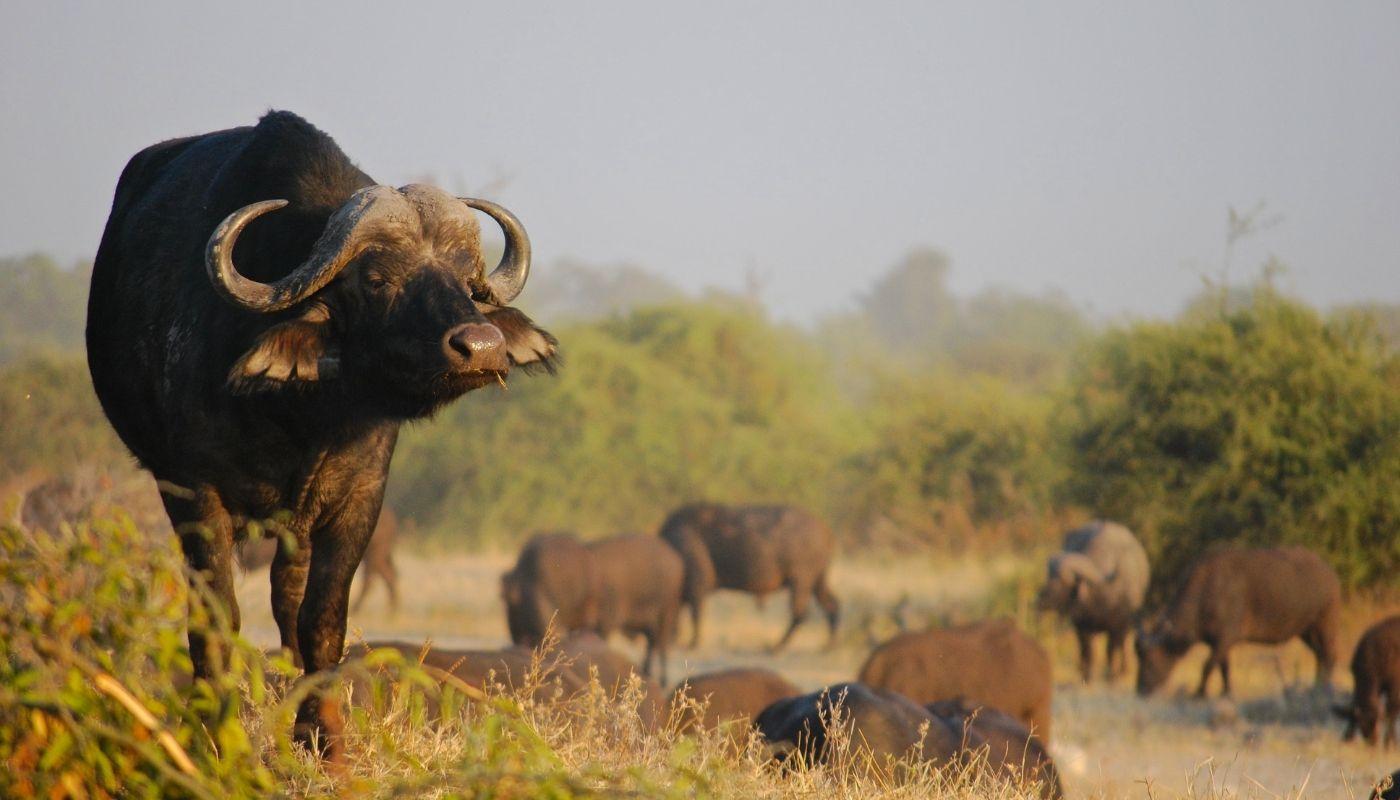 DAY 2<br>Animal behaviour & bush dynamics