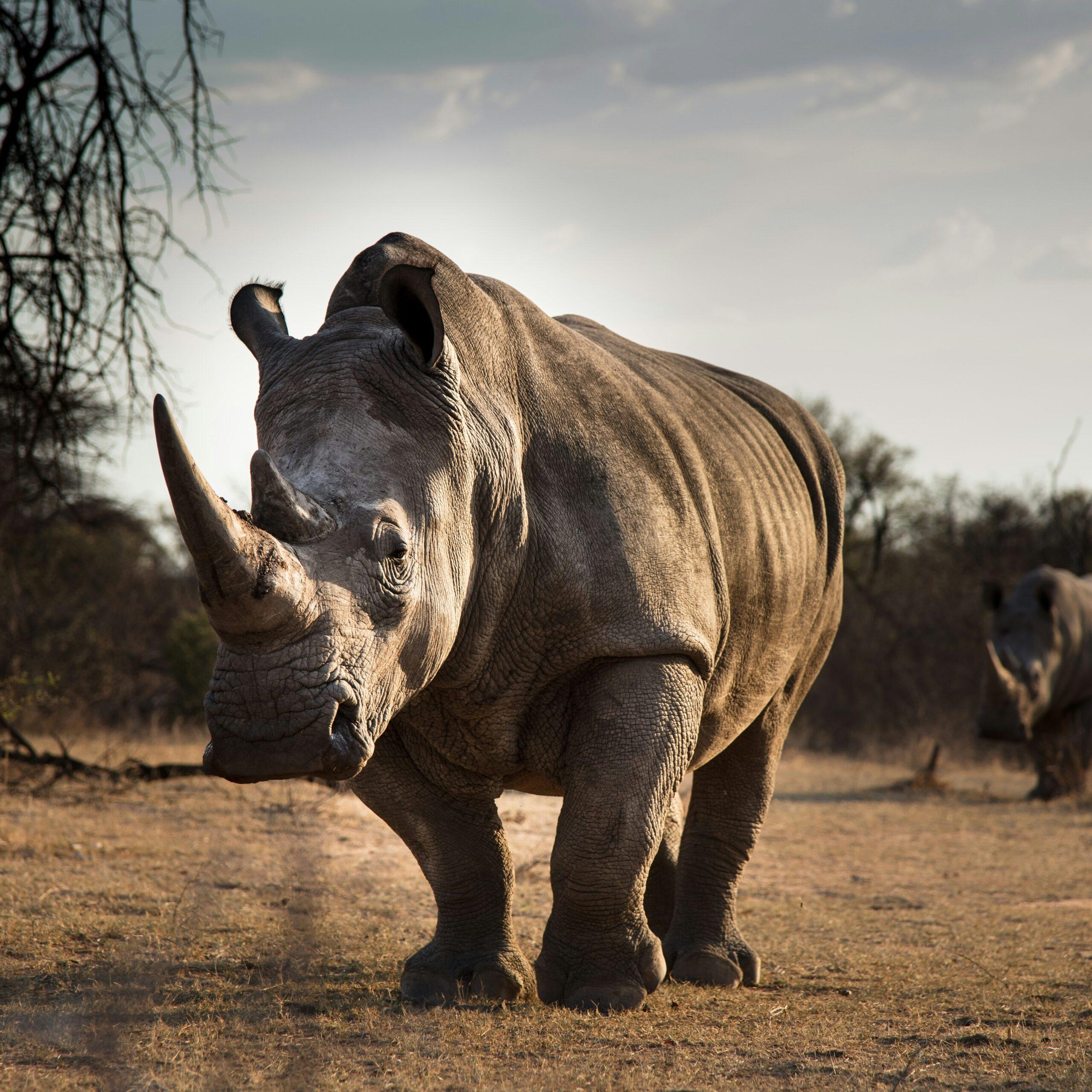 Comprehensive online wildlife courses